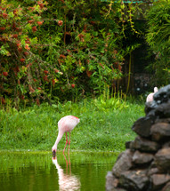 flamingo at a zoo 