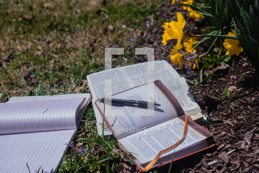 daffodils, yellow spring flowers and Bible 