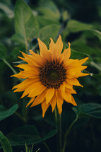 Yellow sunflower in a field of green leaves