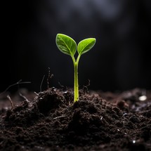 A young plant sprouts from rich soil against a black background, reaching towards light
