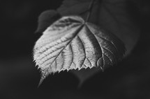 leaf in black and white 