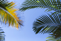 palm fronds against a blue sky 