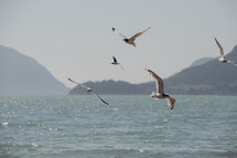 birds flying over ocean