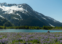 Field of Purple Flowers with Lake in Alaska