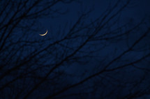 Last Quarter Moon glow in the night sky Through Tree Branch