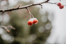 snow on red berries 