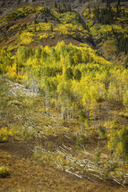 Downed aspen trees could be found along the mountainside from a winter avalanche. The autumn trees color the mountain with gold, yellow and green