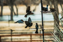 birds fighting for spots at the bird feeder 