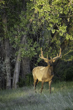 The Bull Elk catches the morning sun on his face while standing among the Cottonwood trees