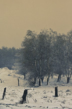 Trees in Winter Time in Macin Mountains, Romania