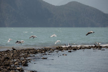 seagulls flying by rocky ocean shore