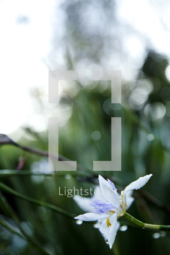 white lily 