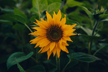 Yellow sunflower in a field of green leaves