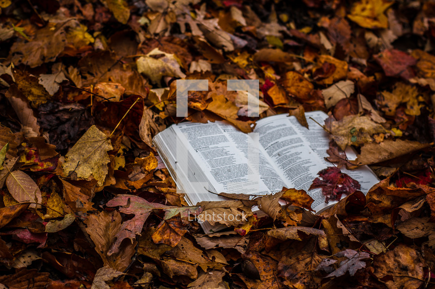Bible buried in a pile leaves
