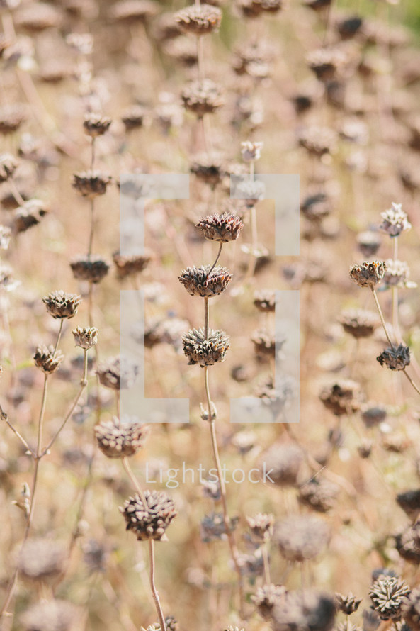 A field of dried flowers.