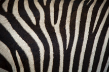 Zebra stripes 