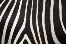 zebra print 