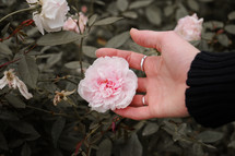 woman's hand touching a rose 