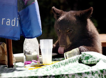 Brown bear cub licking spilled orange juice off picnic table.