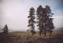 Lone pines