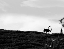 Silhouette of a caribou on a hillside.
