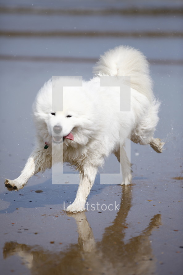 A big white dog running along the beach.
