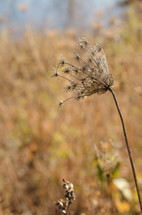 dried wildflower in a field 