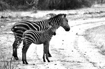 mother and baby zebras