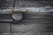 nail in weathered wood 