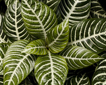 green and white striped leaves 
