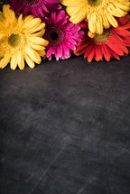 colorful gerber daisies on a black background
