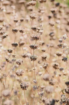 A field of dried flowers.