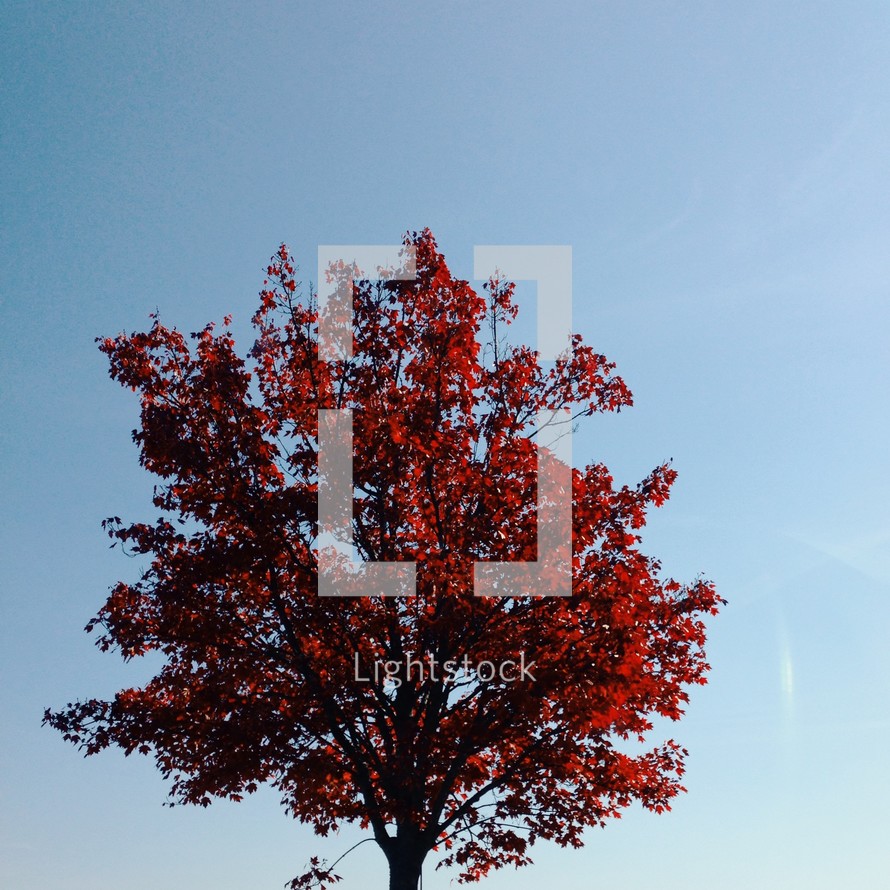 red fall tree 