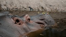 Hippo escapes heat by cooling down in waterhole; close-up head shot	
