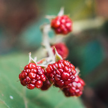 red berries 