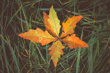 orange fall leaves in grass