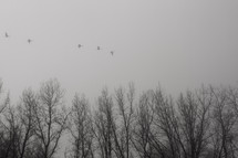 Birds flying over barren trees