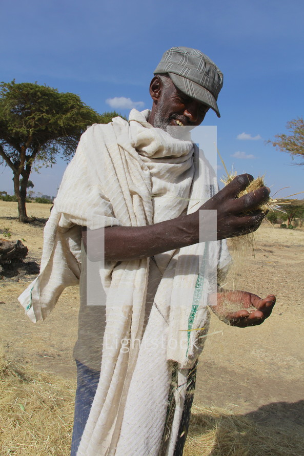 African rural farmer in a field in Africa inspecting Teff grains from his crop