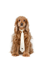dog wearing a tie 