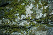 moss growing on rock 