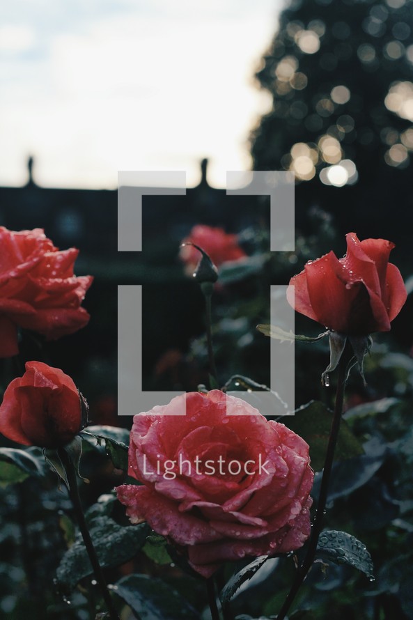 wet roses in a garden 