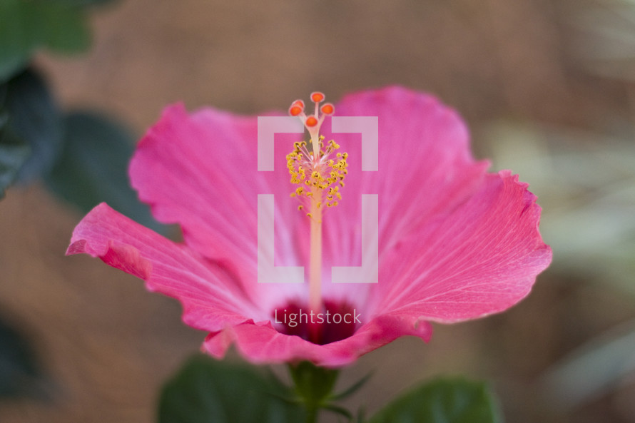 fuchsia hibiscus flower