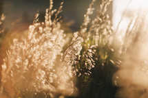 golden, weeds, tall grasses, outdoors, plants, sunlight, background 