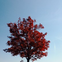 red fall tree 