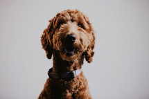 brown dog portrait 
