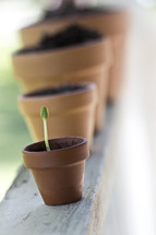 sprouting seedling in a potted plant 