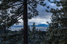 a pine forest with a dusting of snow by a shore 