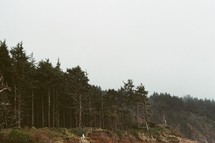 trees at the edge of a cliff 