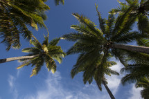 looking up at palm trees