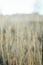 tall brown grasses outdoors 
